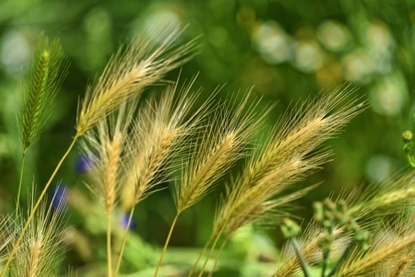 Foxtail