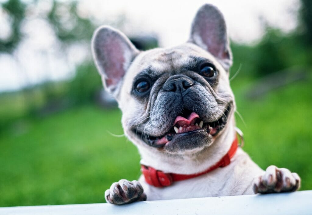 A happy French Bulldog with a red collar standing on its hind legs, peeking over a surface with an open-mouthed smile. The background is a lush green outdoor setting.